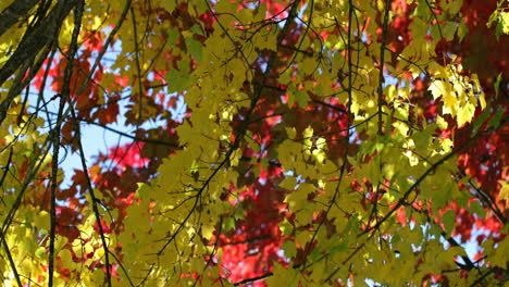 Close-up-of-autumn-leaves-4k