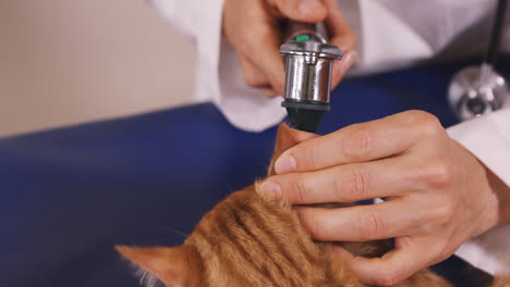 Vet-checking-the-ears-of-a-cat