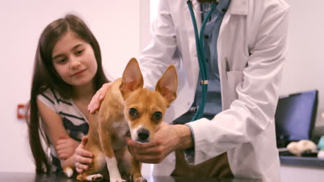Tierarzt-Untersucht-Einen-Hund