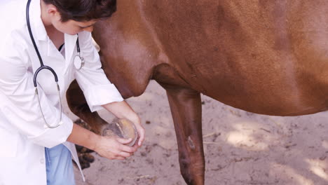 Tierarzt-Untersucht-Die-Hufe-Eines-Pferdes