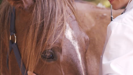 Veterinario-Auscultando-Un-Caballo