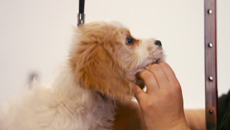 Groomer-examining-the-dog