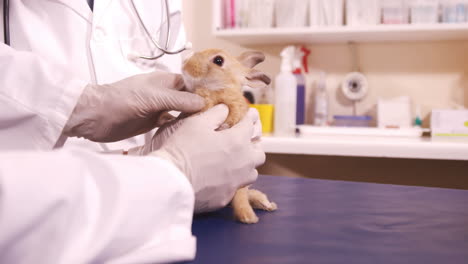 Vets-examining-a-bunny