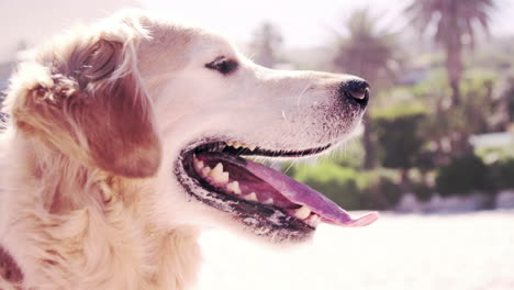 Golden-retriever-breathing-in-the-sun-in-cinemagraph