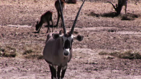 Video-Einer-Antilope-Im-Cinemagraph