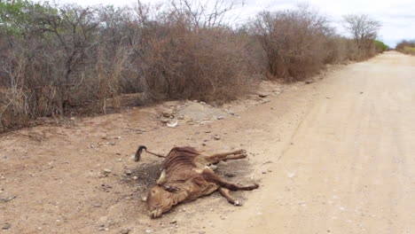 A-cattle-carcass-near-a-dusty-road-in-Brazil
