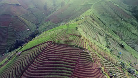 Panyaweuyan-Plantagenterrassen,-Dramatisch-Gestreifte-Landwirtschaftliche-Nutzpflanzen-Schmiegen-Sich-An-Die-Vulkanischen-Hänge-Der-Indonesischen-Landschaft