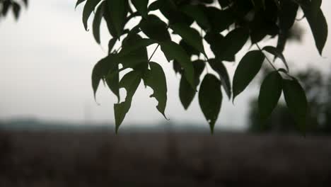 Blätter-Im-Vordergrund-Vor-Verschwommener-Landschaft-An-Einem-Bewölkten-Tag,-Weicher-Fokus,-Heitere-Stimmung