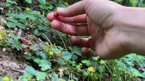 Explore-lush-Hyrcanian-rainforest-stunning-footage-wild-strawberry-picking-in-serene-microgreen-forest-Discover-vibrant-flora-fauna-pristine-wilderness-organic-growth-untouched-verdant-ecosystem-iran