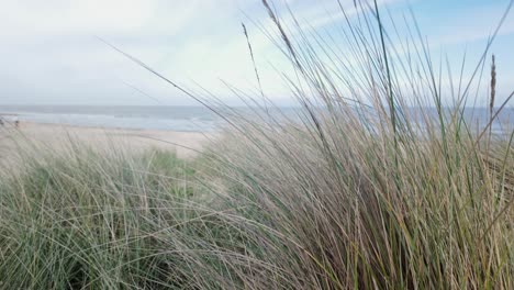 Dune-grasses-move-in-sea-breeze-at-Southwold-coastal-beach,-close--up