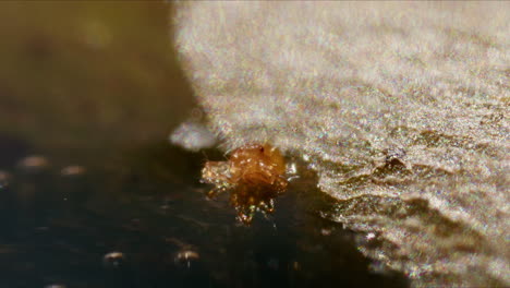 Extreme-macro-closeup-of-very-tiny-orange-mite-on-the-shore-in-water-on-sunny-day-outside
