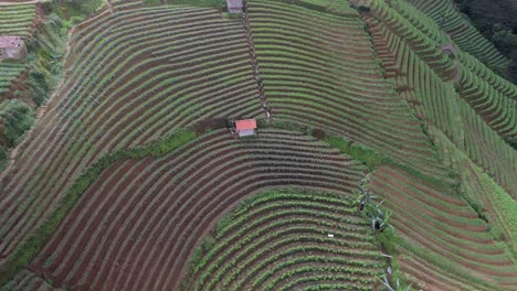 Panyaweuyan-Plantagenterrassen,-Dramatisch-Gestreiftes-Landwirtschaftliches-Ackerland,-Das-Sich-An-Die-Vulkanlandschaft-Indonesiens-Schmiegt