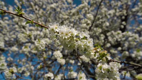 Close-up-view-of-a-blooming-cherry-tree-with-beautiful-white-petals