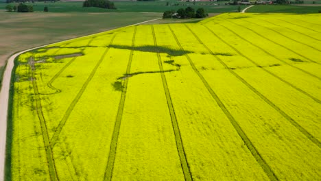 Aerial-view-of-bright-yellow-rapeseed-field-and-bird-flock-fly,-Latvia