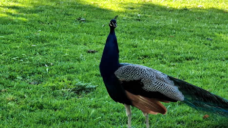 Peacock-bird-standing-on-green-grass-on-sunny-warm-day,-side-view