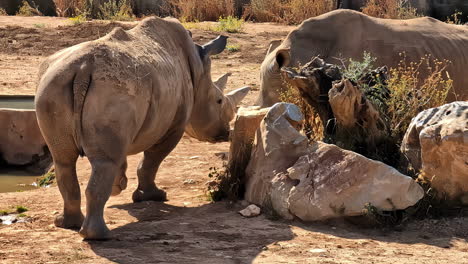 Family-of-white-rhinos-on-hot-sunny-day,-slow-motion