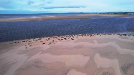 Aerial-View-of-Findhorn-Beach-with-Seals-and-Seagulls-Near-Edinburgh,-Scotland,-UK