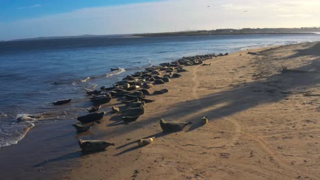 Aerial-Shot-of-Seals-Resting-on-Findhorn-Beach-in-Scotland,-UK