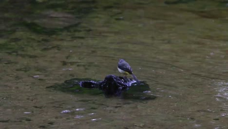 Grey-Wagtail,-Motacilla-cinerea,-perched-on-small-rock-in-River-Fowey