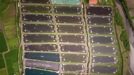 Top-down-drone-descent-over-aerated-ponds-of-shrimp-farm,-Bali-aquaculture