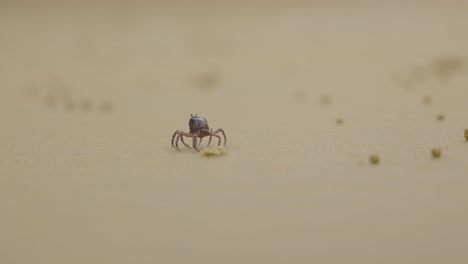 A-soldier-crab-scuttles-along-a-sandy-beach-in-southern-Australia