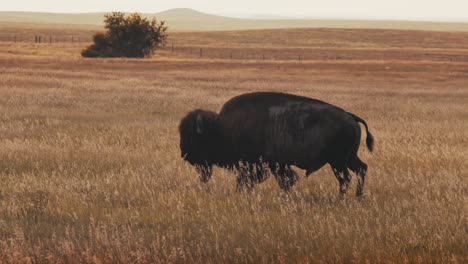 Nahaufnahme-Eines-Büffelbisons,-Der-über-Ein-Feld-Läuft