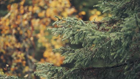 Raindrops-fall-from-the-needles-of-the-pine-tree