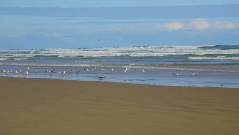 Seagulls-and-turns-wandering-on-the-sand-on-the-Australian-coastline