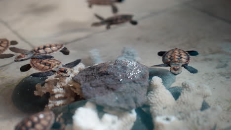 Niedliche-Kleine-Karettschildkrötenbabys-Schwimmen-Um-Korallenstrukturen-Im-Schutzgebiet-Herum