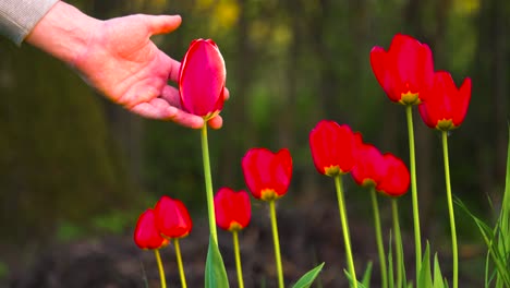 Gardener-touch-red-tulip-flower-during-bright-golden-hour-sunset,-Latvia