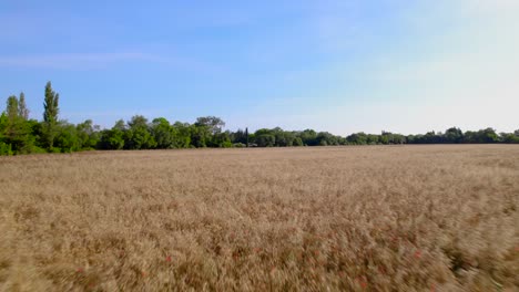 Low-aerial-shot-overhead-red-flowers-in-a-wheat-field-in-France