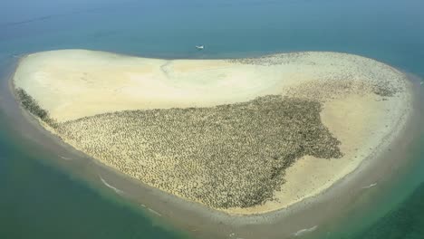 Massive-flock-of-Brown-Pelicans-gather-on-sandy-beach-of-island,-aerial-pullback