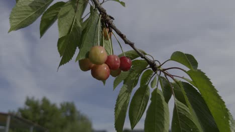 Close-Up-Red-And-Green-Cherries-Hanging-On-A-Thin-Branch-With-Green-Leaves
