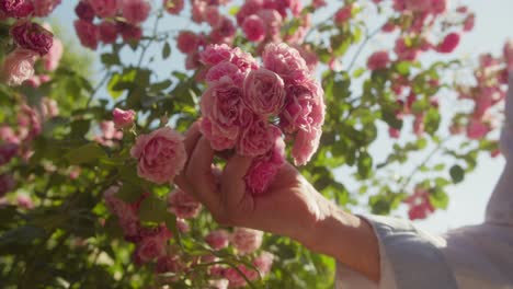 Eine-Hand-Berührt-Sanft-Leuchtend-Rosa-Rosen-In-Einem-Sonnenbeschienenen-Garten