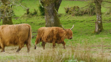 Vacas-De-Las-Tierras-Altas-Pastando-En-Un-Exuberante-Campo-Verde-En-Escocia-Slomo