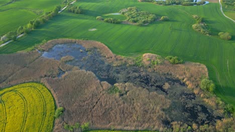 Landschaft-Mit-Unterschiedlichen-Texturen,-Gelände,-Rapswachstum,-Sumpfwasser