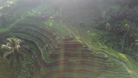 Terraza-De-Arroz,-Drone-Gira-Con-El-Estilo-De-La-Luz-Del-Sol-De-La-Mañana-Temprano,-Exuberante-Plantación-En-Cascada-Contorneada-Saludable-Y-Verde