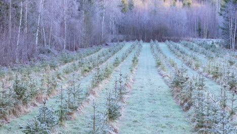 Ordentliche-Reihen-Von-Weihnachtsbäumen-Auf-Schwedischen-Plantage-Neben-Abgelegenen-Wäldern,-Luftaufnahme