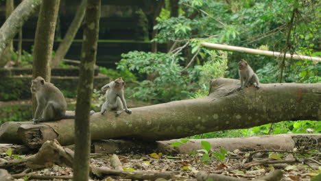 Family-of-Adult-and-Child-Grey-colored-Monkeys-or-Long-tailed-Macaques-Resting-on-a-Fallen-Tree-Trunk-in-Ubud-Monkey-Forest,-Bali,-Indonesia---slow-motion