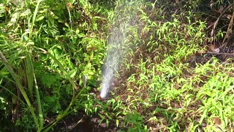 A-leaking-hose-pipe-gushed-out-ground-water