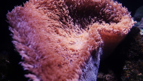 Colorful-coral-under-water-close-up