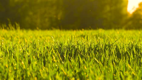 Winzige-Pollenpartikel-In-Der-Luft-über-Einem-Grünen-Weizenfeld-Während-Der-Goldenen-Stunde