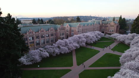 Vivid-spring-blossom-at-the-University-of-Washington,-USA---Pan,-drone-shot