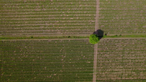 Top-down-dolly-shot-establishing-the-rows-within-a-large-vineyard-in-France