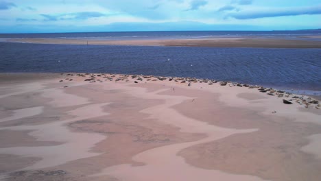 Kegelrobben-Drohnen-Luftaufnahme-Einer-Gruppe-Von-Entspannenden-Robben-Auf-Sandbänken-In-Findhorn-Bay,-Schottland