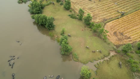 Buffalo-Wandering-The-Riverbank-In-Lang-Co-Vietnam