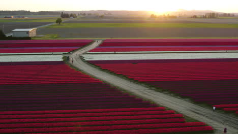 Aerial-tracking-shot-of-people-at-vivid-flower-fields,-during-spring-sunset