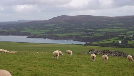 Schafe-Grasen-Auf-Der-Weide-In-Der-Wunderschönen-Landschaft-Von-Dinas-Island,-Wales,-Großbritannien,-60 fps