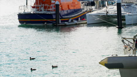 Three-ducks-swimming-in-Wellington-marina-harbour,-New-Zealand