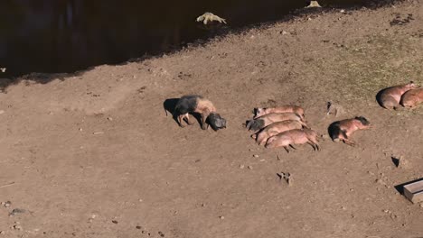 Aerial-View-Of-Pigs-On-A-Pig-Farm---Drone-Shot